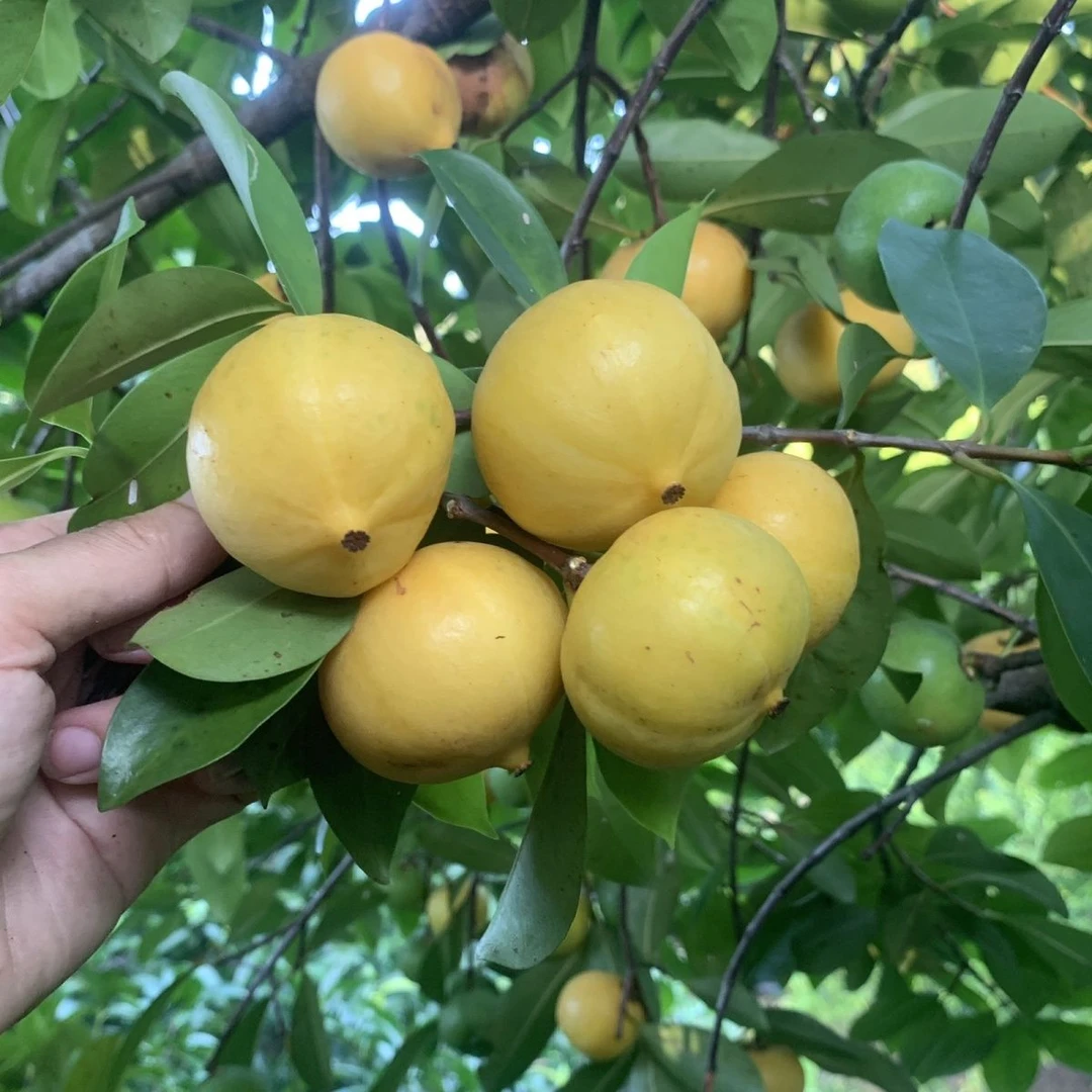 岭南山竹苗黄金山竹老蒙子木竹子苗嫁接苗原生苗盆栽地栽庭院果树