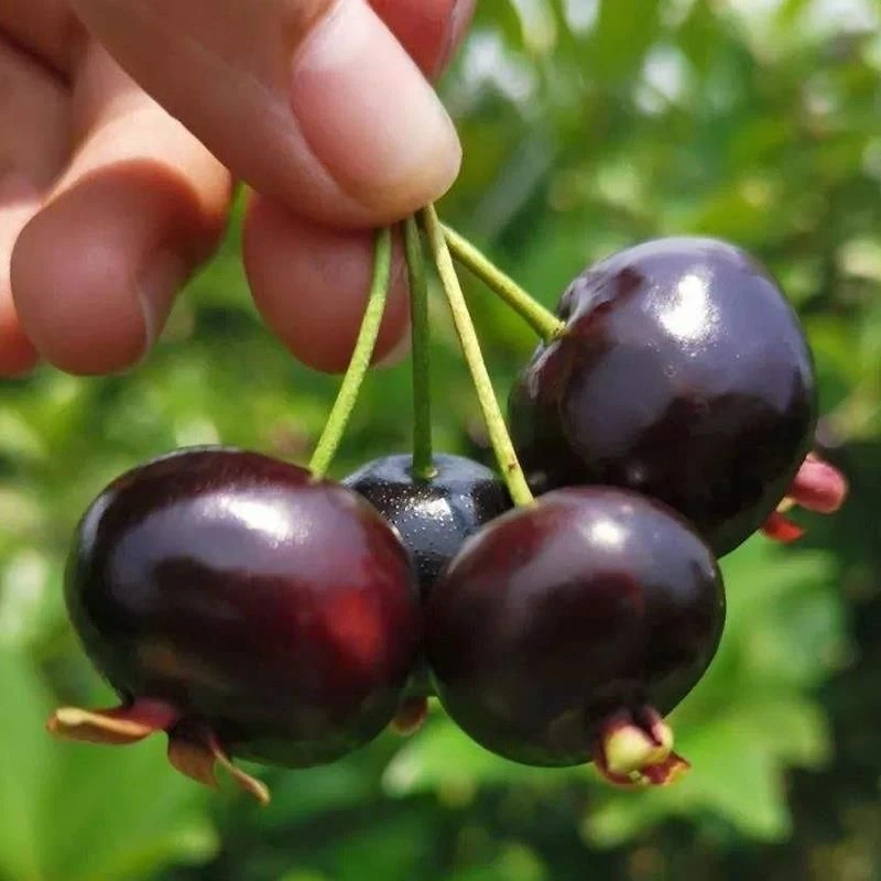 巴西樱桃苗甜樱桃苗南方樱桃苗带土带叶子