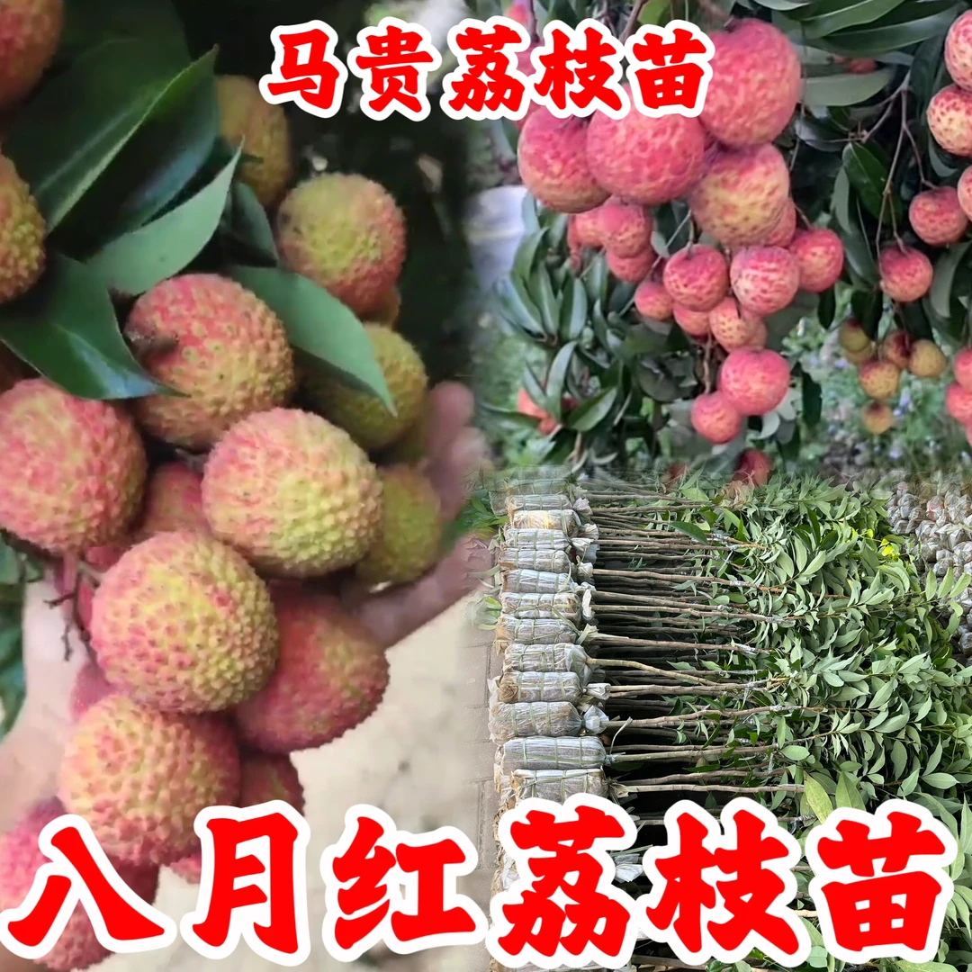 八月红荔枝苗马贵荔枝苗晚熟八月荔枝带土带叶子