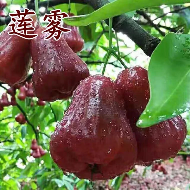 莲雾苗黑金刚大叶红黑糖芭比莲雾苗带土叶盆栽地栽庭院绿化果树