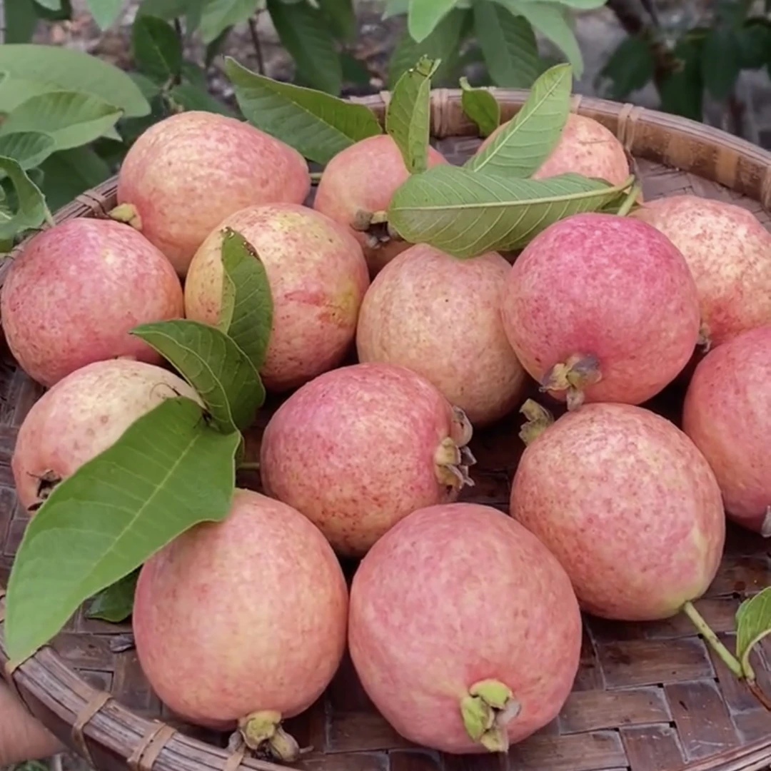 胭脂红番石榴红心芭乐白心芭乐鸡屎果苗营养杯苗