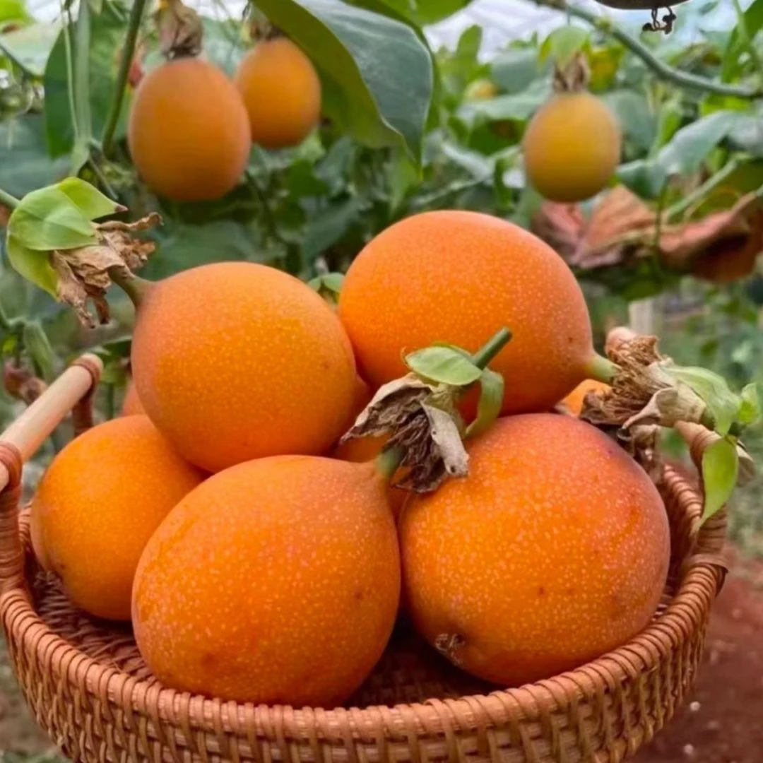 热情果苗纯甜浓香热情百香果苗庭院果树盆栽地栽果树