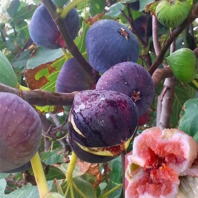 无花果波姬红无花果树苗带土带叶子圈枝苗正宗优质结果发货大果