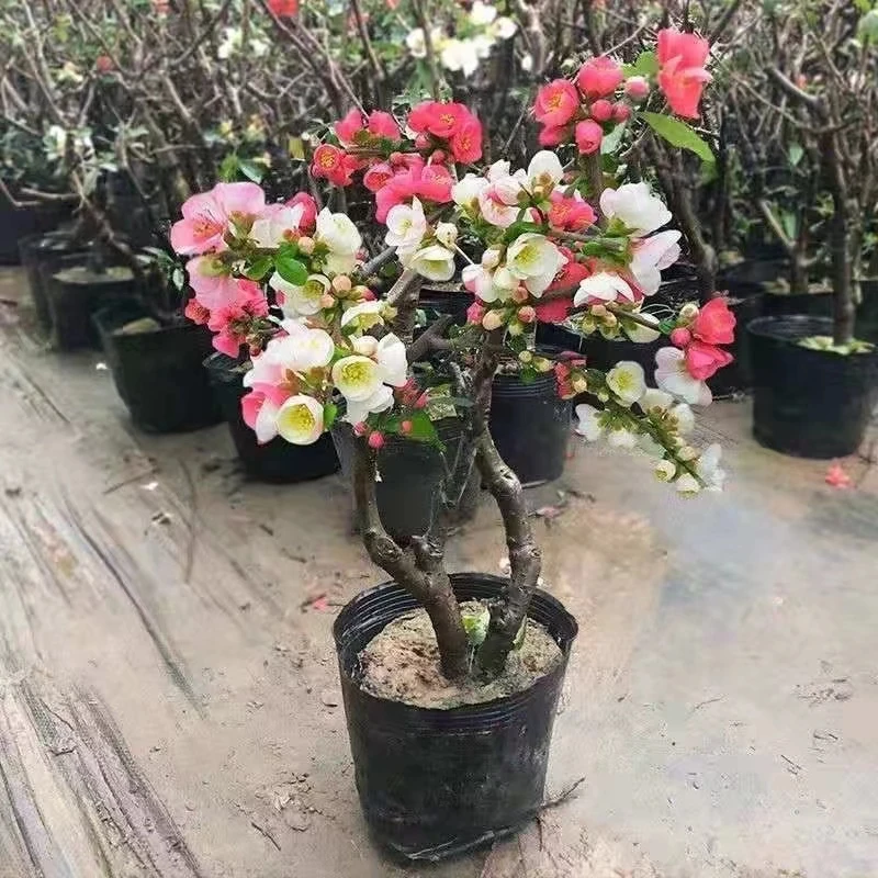 GLL合家欢多色海棠花长寿冠海棠花四季海棠办公室家居年宵盆