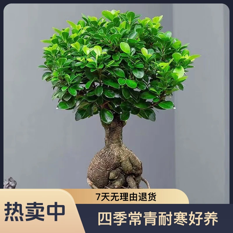 人参榕四季常青耐寒好养金钱榕阳台盆景办公室绿植阳光室内小叶榕