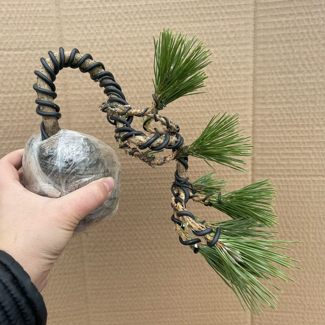 茗芳微型黑松盆景老桩矮霸造型迎客松悬崖式造型美观四季常青绿植