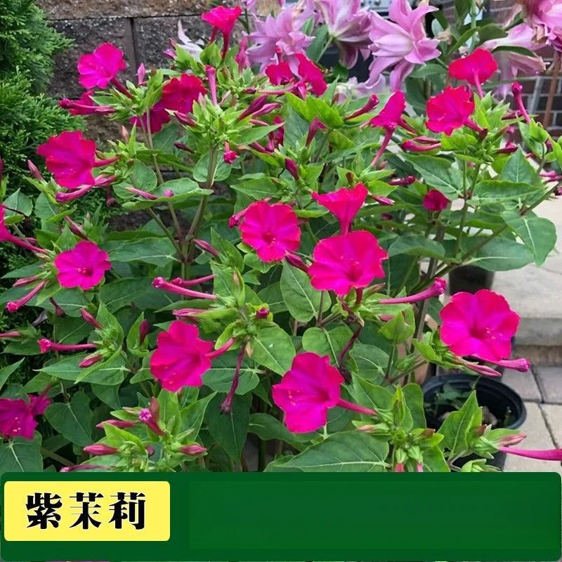 紫茉莉种子地雷花鲜花籽家庭阳台盆载花胭脂花夜来香种籽