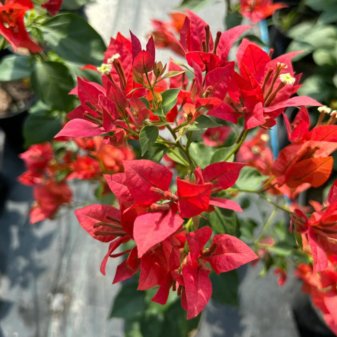 【红丝绒不理扎】三角梅四季勤花复古红色简单易养