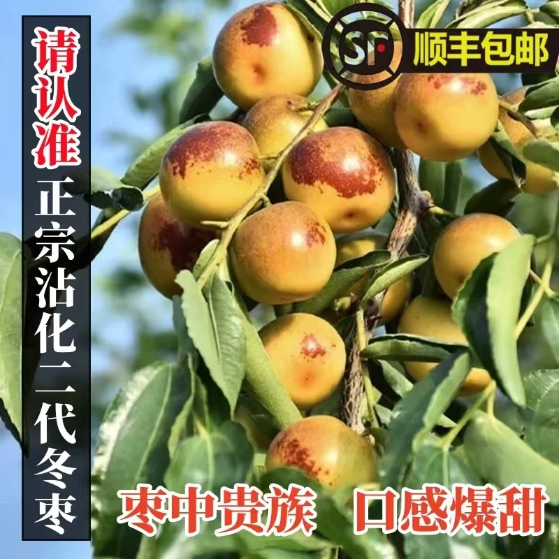 山东沾化冬枣新鲜脆甜大果皮薄香甜可口
