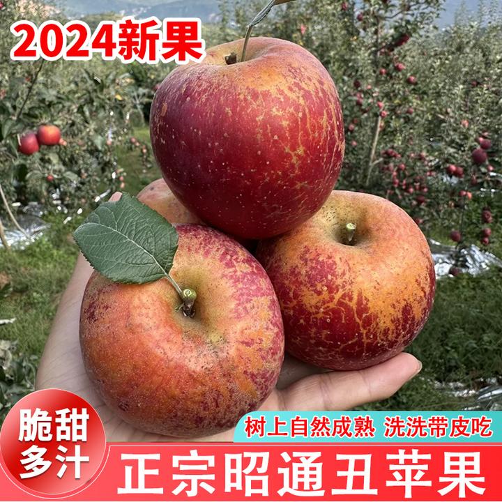 正宗云南当季昭通冰糖心丑苹果新鲜水果脆甜多汁现摘现发包邮