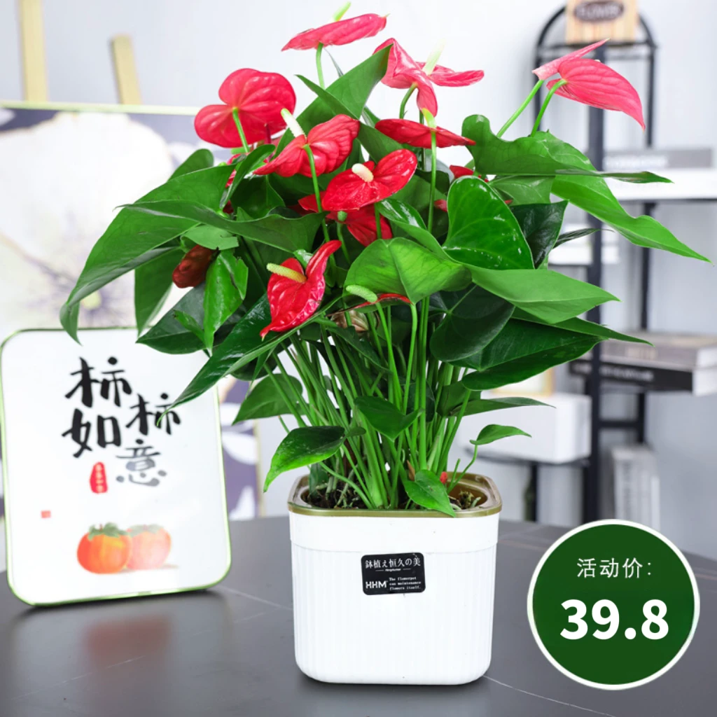 红掌盆栽绿植一帆风顺花卉植物室内玄关客厅可水培绿植美观绿植