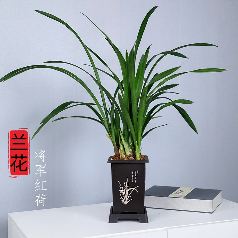 兰花 红将军 建兰 四季兰 红花浓香兰花苗阳台室内盆栽花卉绿植物