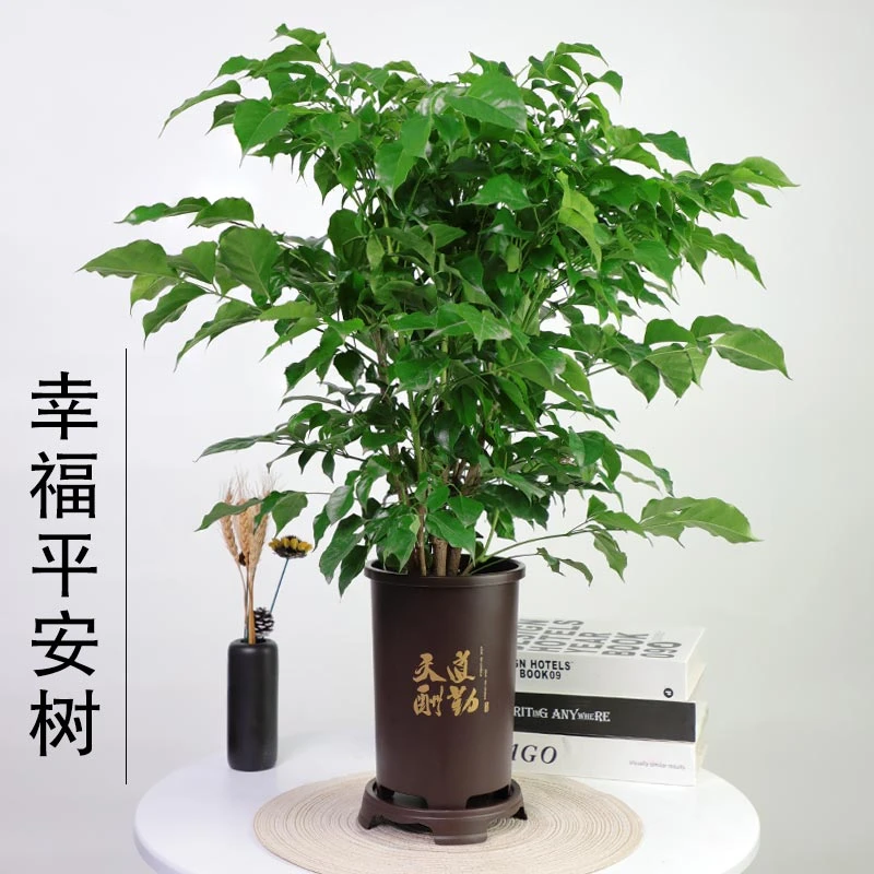 幸福树生长秋季丛林平安树绿宝室内吸甲醛办公室客厅植物四季常绿