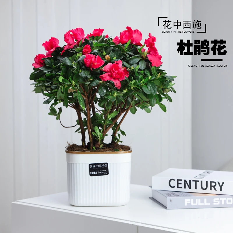 杜鹃花盆栽（带花苞发货）四季开花苗室内客厅花卉绿植鲜花植物盆景