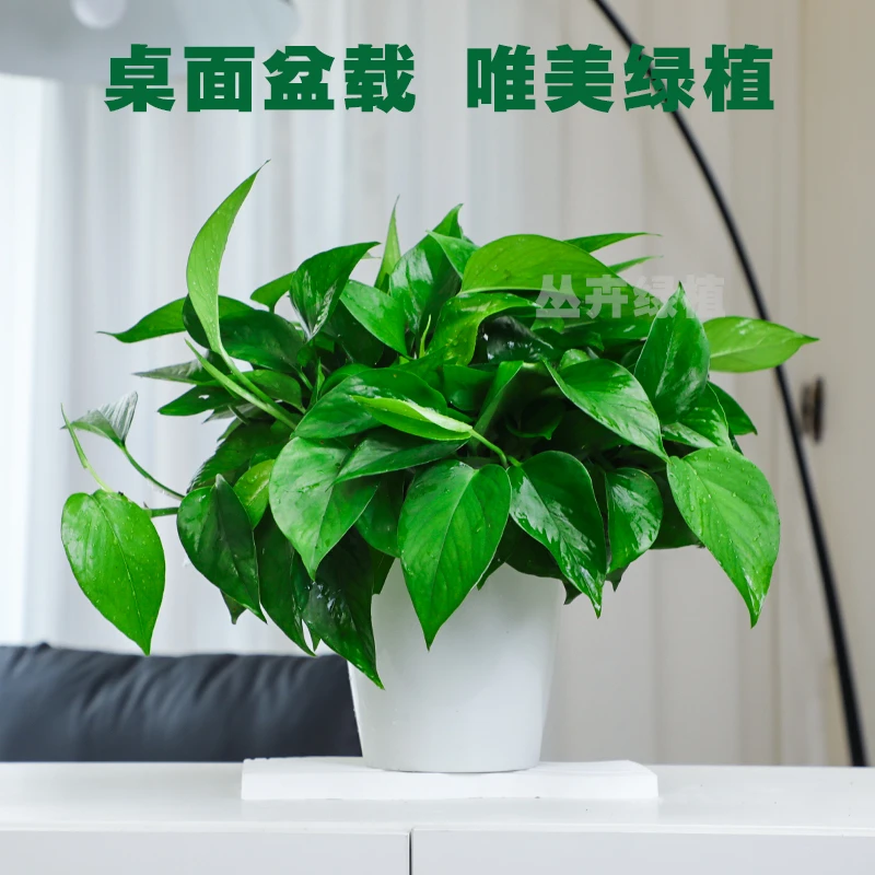 自动吸水季节大绿萝盆栽室内净化空气大叶绿箩植物水培恐龙蛋自动