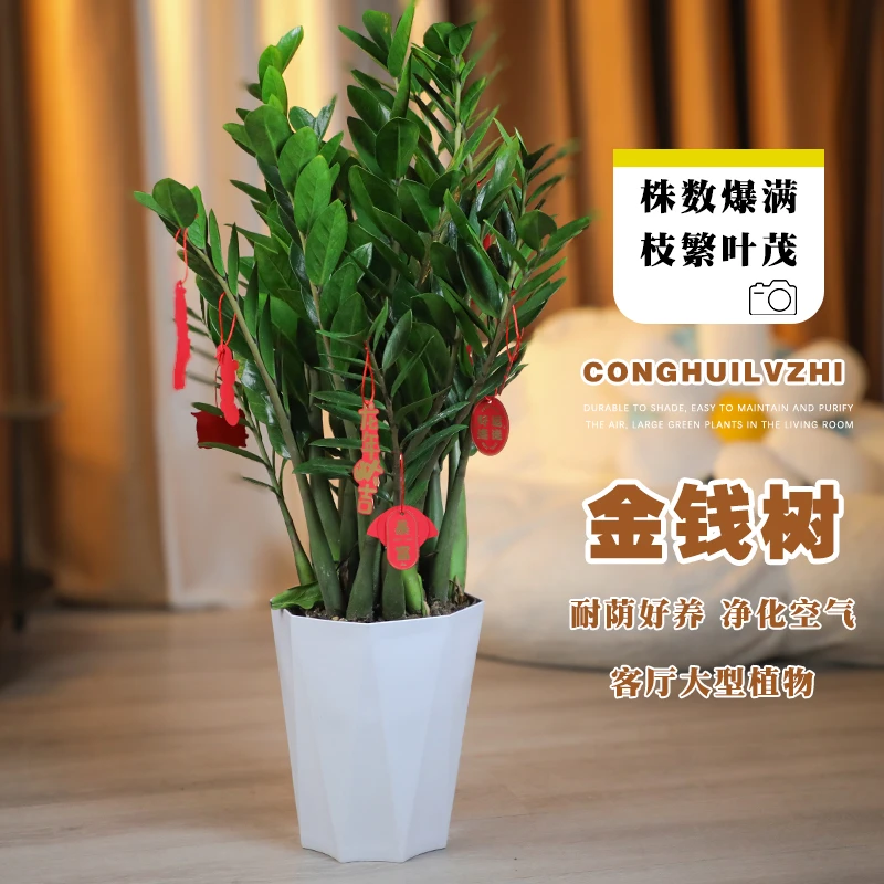 金钱树大型盆栽植物室内客厅落地办公室轻奢四季常青招财好养绿植
