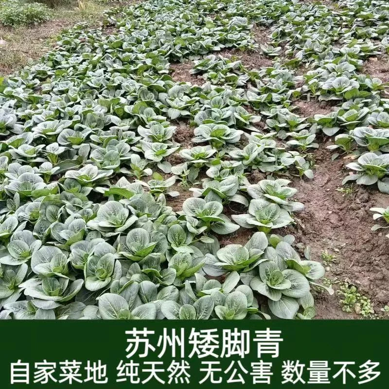 青菜农家本地霜冻菜黑甜糯大青菜新鲜寒冬上海青苏州青时令蔬菜