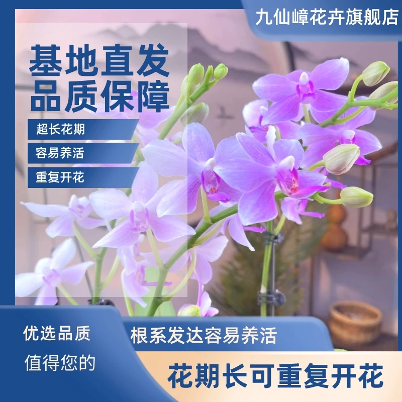 九仙嶂【紫水仙】蝴蝶兰花卉/盆栽/绿植/水苔/换盆/四季好养