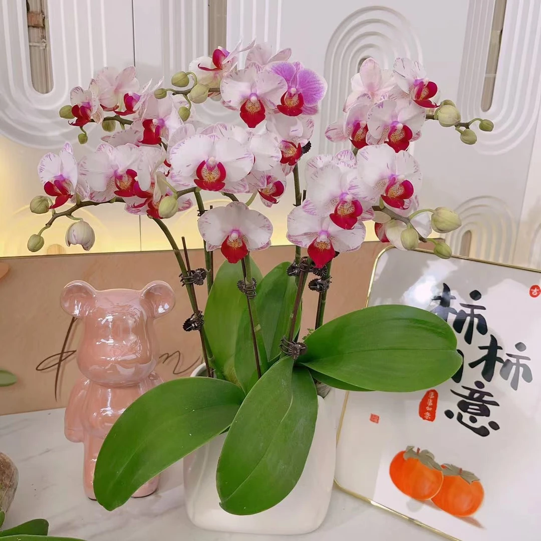 [白雪公主] 精品蝴蝶兰室内客厅高端花卉