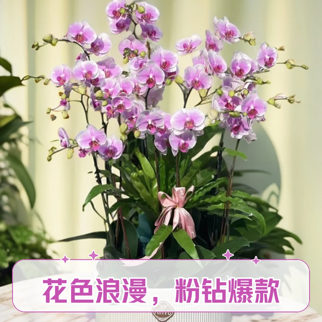 【粉钻】蝴蝶兰室内客厅办公室高端花卉