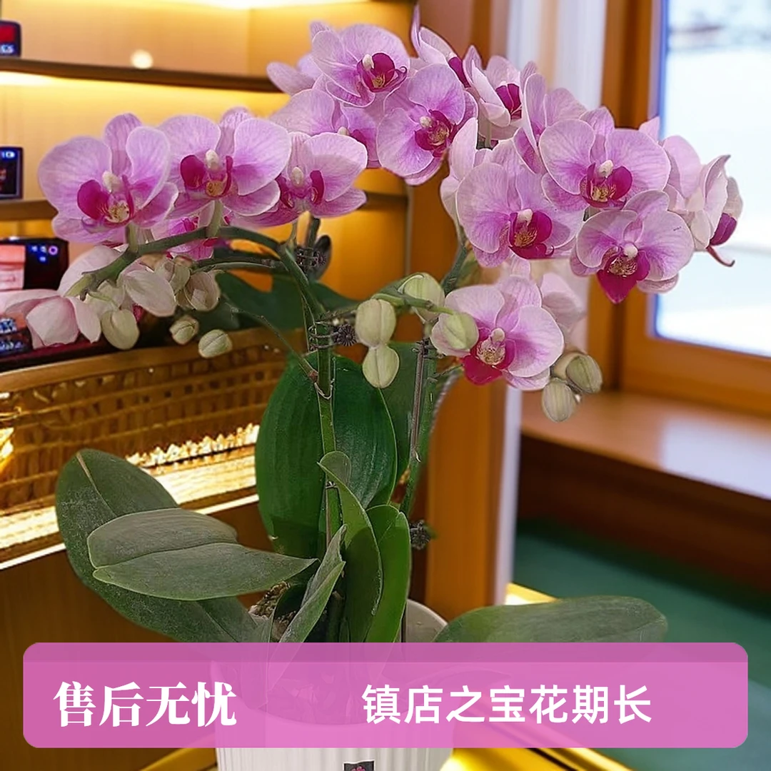 [洛神]镇店之宝蝴蝶兰室内客厅高端花卉（宝贝）