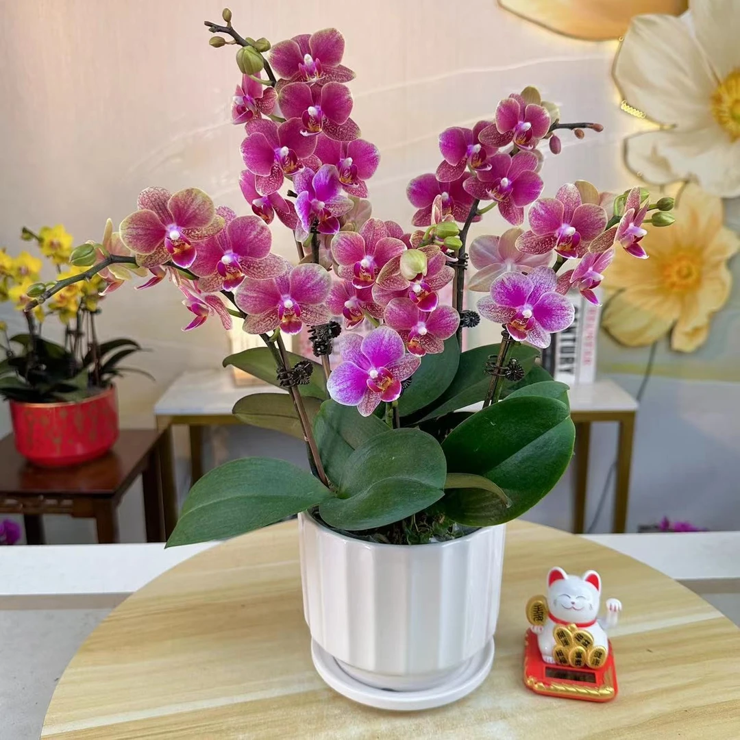 [吉祥金蝶] 精品蝴蝶兰室内客厅办公室高端花卉