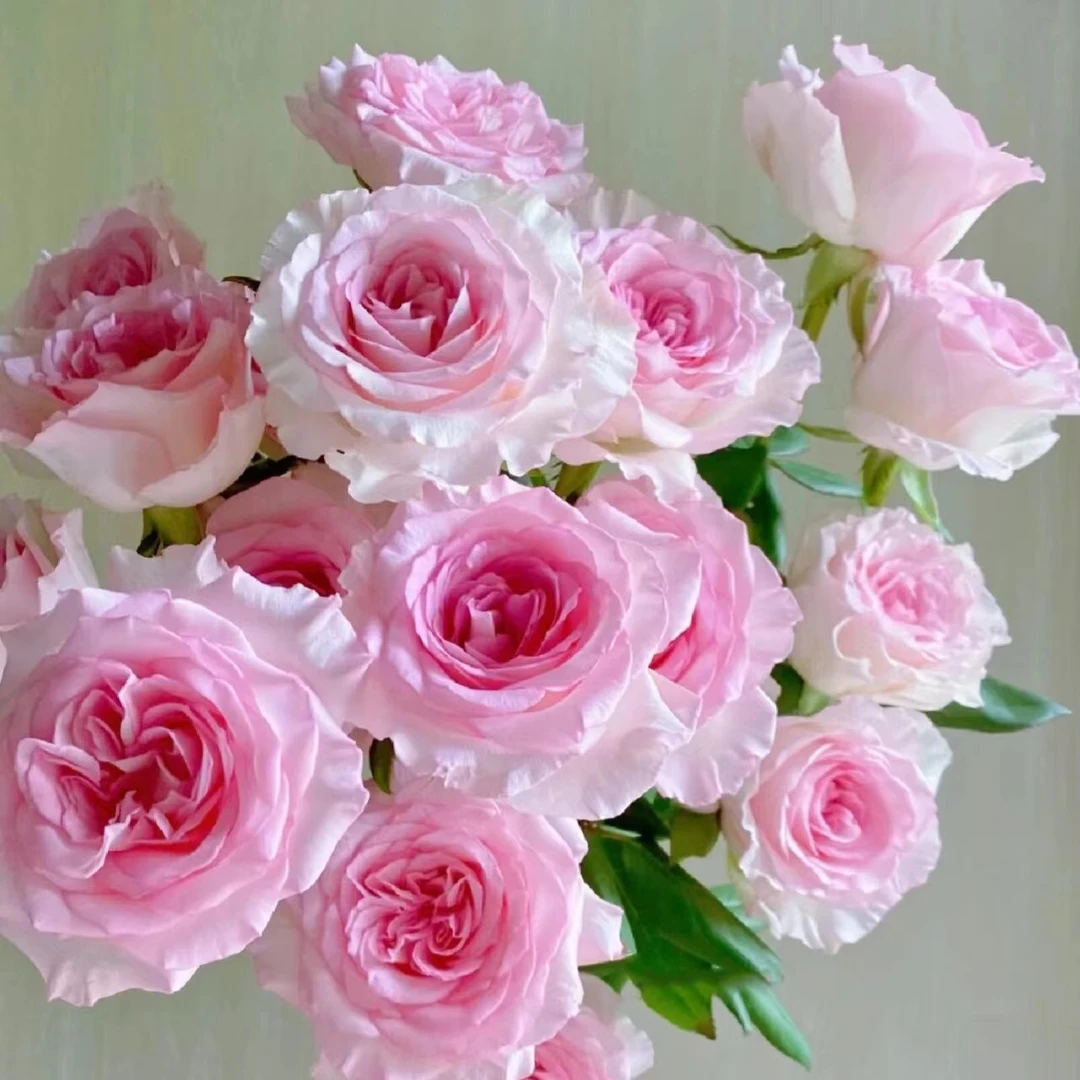 【洛神玫瑰】鲜花 香水百合 鲜切花 盆栽 云南基地直发