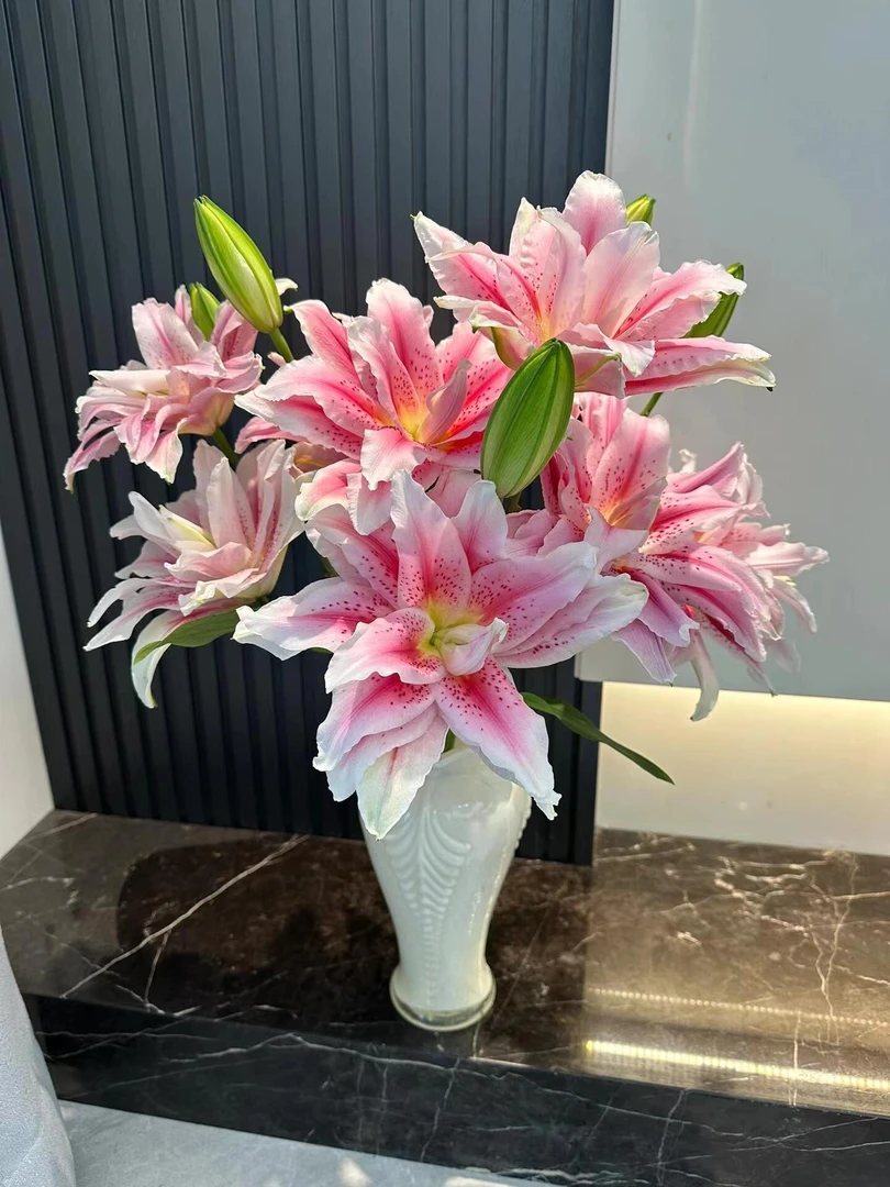 【太平盛世重瓣百合】鲜花 香水百合 鲜切花 盆栽 云南基地直发
