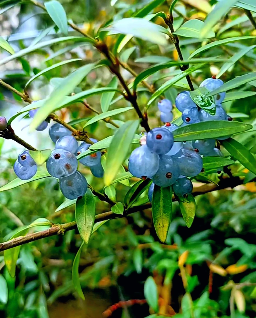 蕊帽忍冬盆景素材