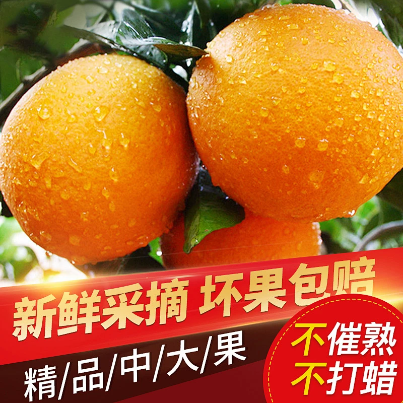 现摘正宗孕妇直发赣南脐橙水果新鲜当季大果很甜10斤江西赣州赣南