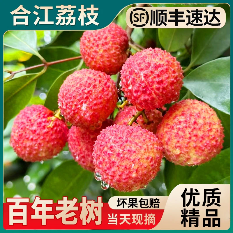 《川渝外专享》精品  合江新鲜带绿荔枝 百年老树采摘 顺丰冷链包邮