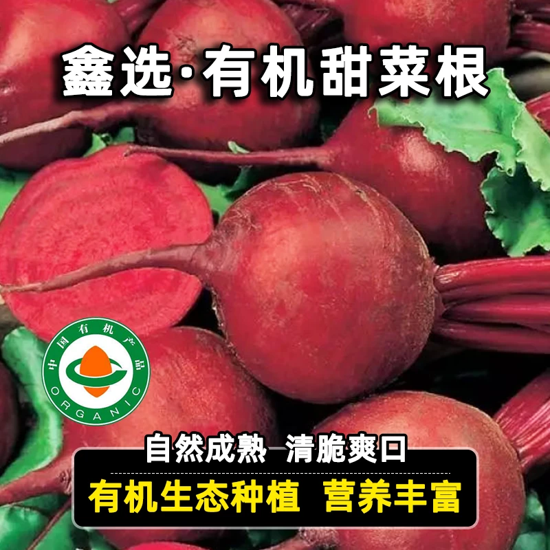 鑫选 有机云南甜菜根/甜菜头3-5斤应季新鲜采摘 放心食用蔬菜