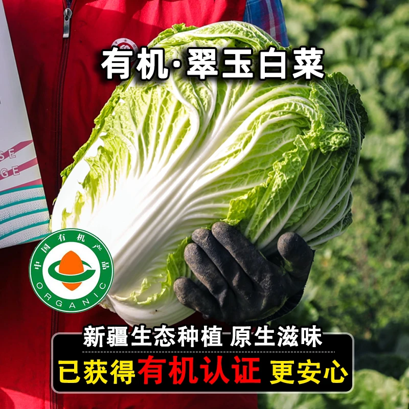 鑫选 新疆生态有机翠玉白菜8斤 健康农场种植味道鲜美【多仓直发】