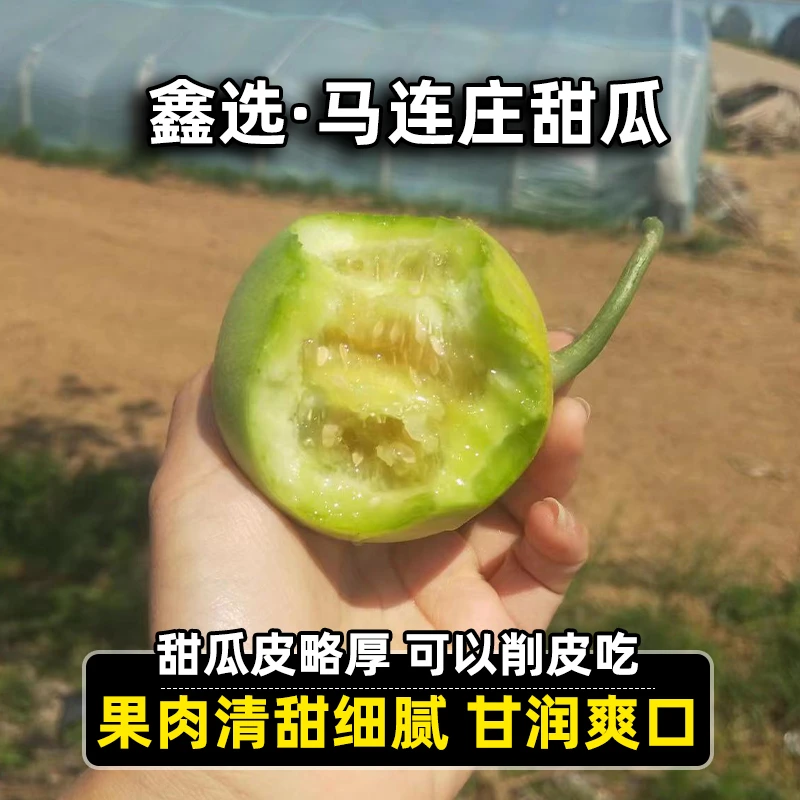 鑫选 超绿山东马连庄小香瓜小甜瓜3-4.5斤 香甜爽口新鲜 京东直发
