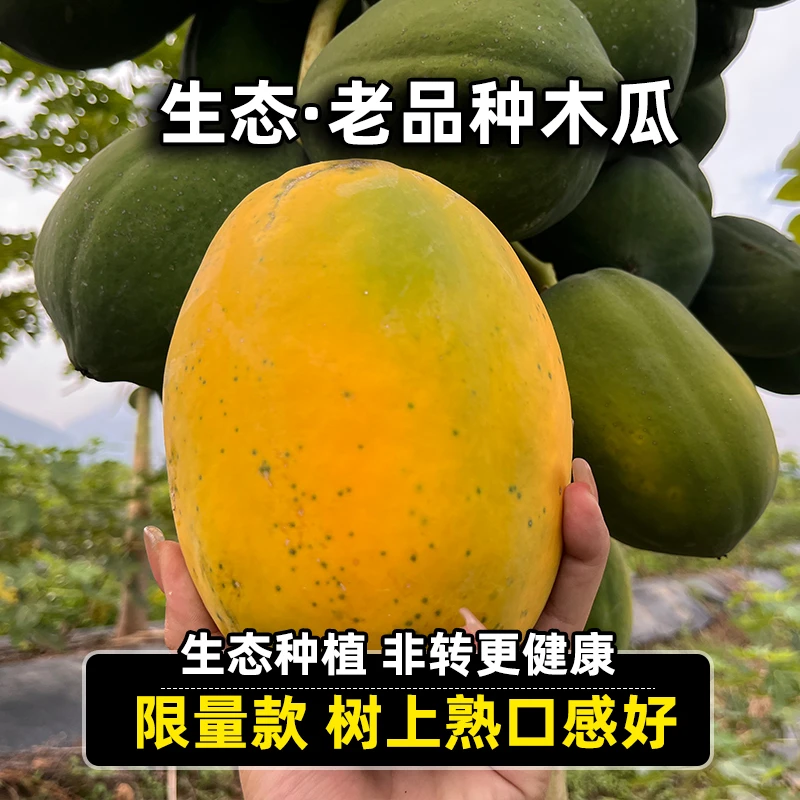 鑫选 云南生态树上熟老品种木瓜4.5-5斤 新鲜采摘水果【限量款】