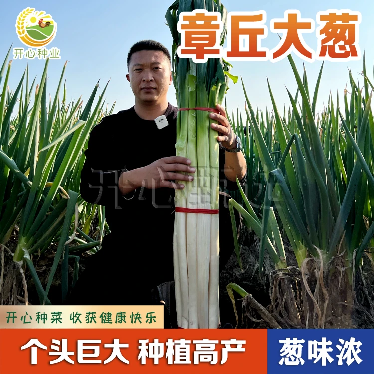 【开心甄选】章丘大葱种子山东特产四季种植农家铁杆大葱蔬菜种子