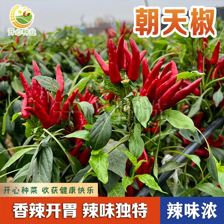 【开心甄选】朝天椒种子盆栽四季耐热高产朝天椒家庭超辣食用辣椒籽