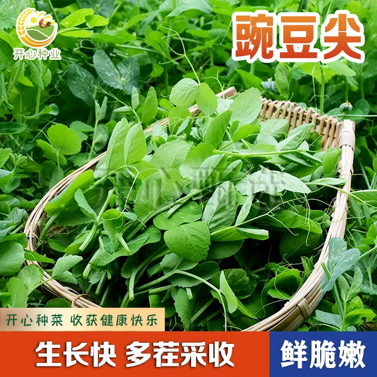 【开心】香豌豆荚尖种子各类蔬菜籽阳台盆栽豌豆芽苗菜种子种植简单
