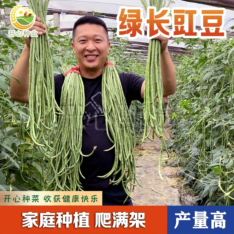 【开心甄选】长豆角种子长豇豆种子春秋季无筋易种植高产蔬菜种子