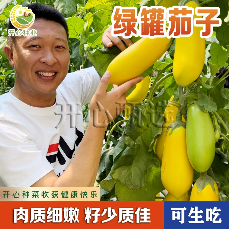 【开心甄选】绿罐茄子种子茄子种籽高产四季蔬菜种子绿皮耐寒种植