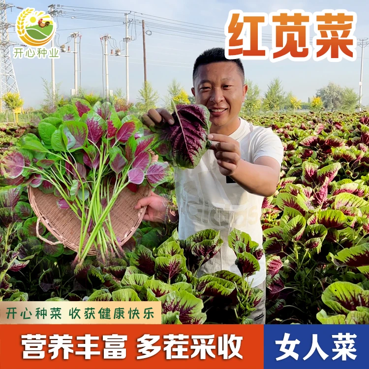 【开心甄选】红苋菜种子一点红苋菜种子四季阳台种植家庭小院种植