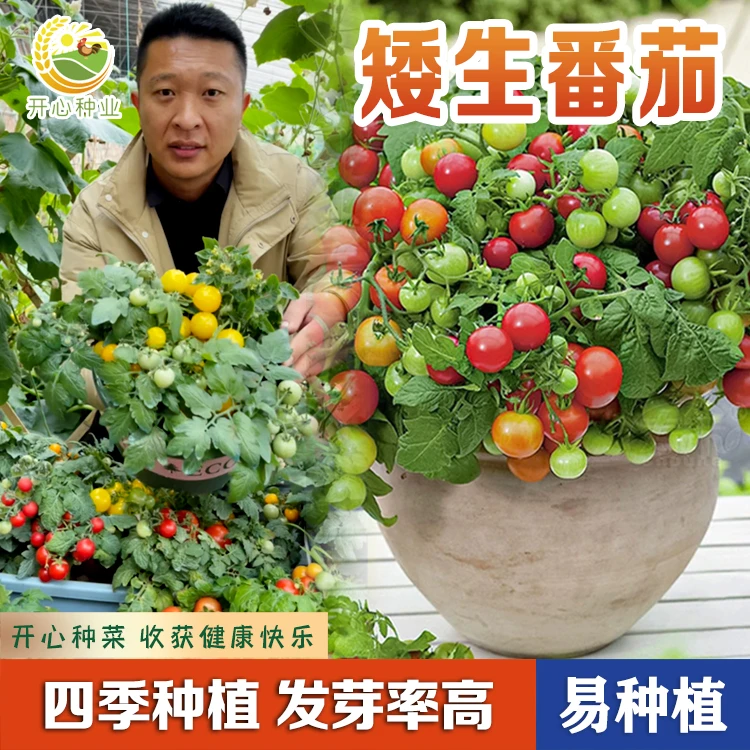【开心甄选】矮生小番茄种子红黄小番茄阳台盆栽简单种植四季观赏