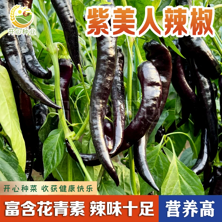【开心甄选】紫美人辣椒种子阳台盆栽紫色超长线椒大青椒羊角椒籽