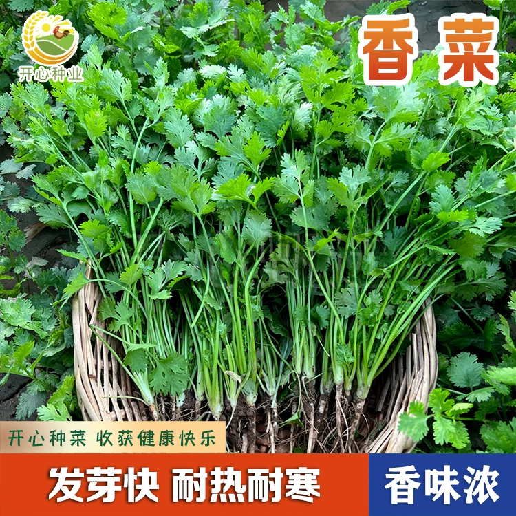 【开心甄选】速生香菜菜籽种子四季耐热香菜菜籽种子农家香菜苗小院