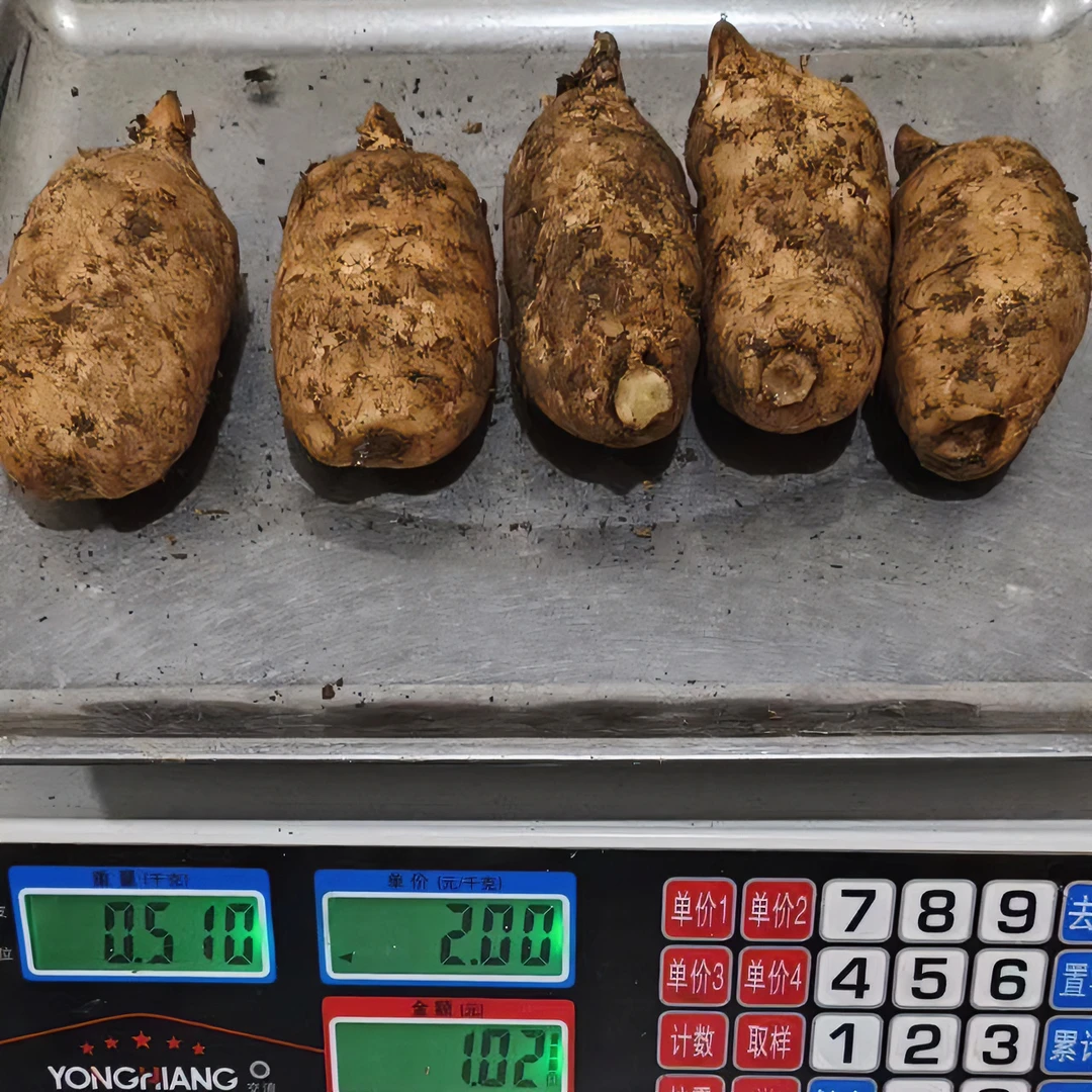 【新鲜天麻】4-6个1斤 湖北鲜天麻高山天麻湿天麻500g买四斤送1斤