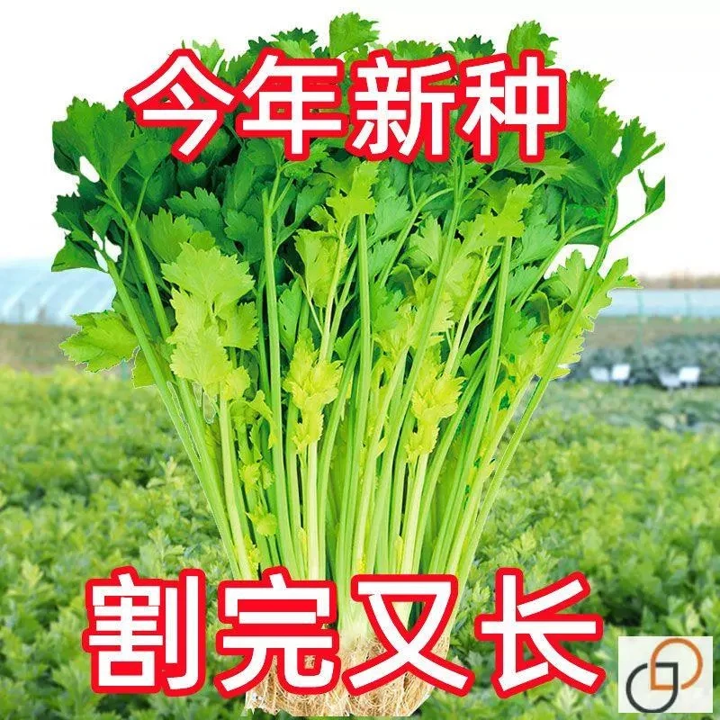 四季小香芹种子大全芹菜苗种籽大全芹菜种子季青菜籽蔬菜种孑农家