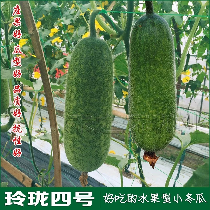 农家珍甜细心毛节瓜种子早熟迷你小冬瓜种籽春秋四季蔬菜种孑毛瓜