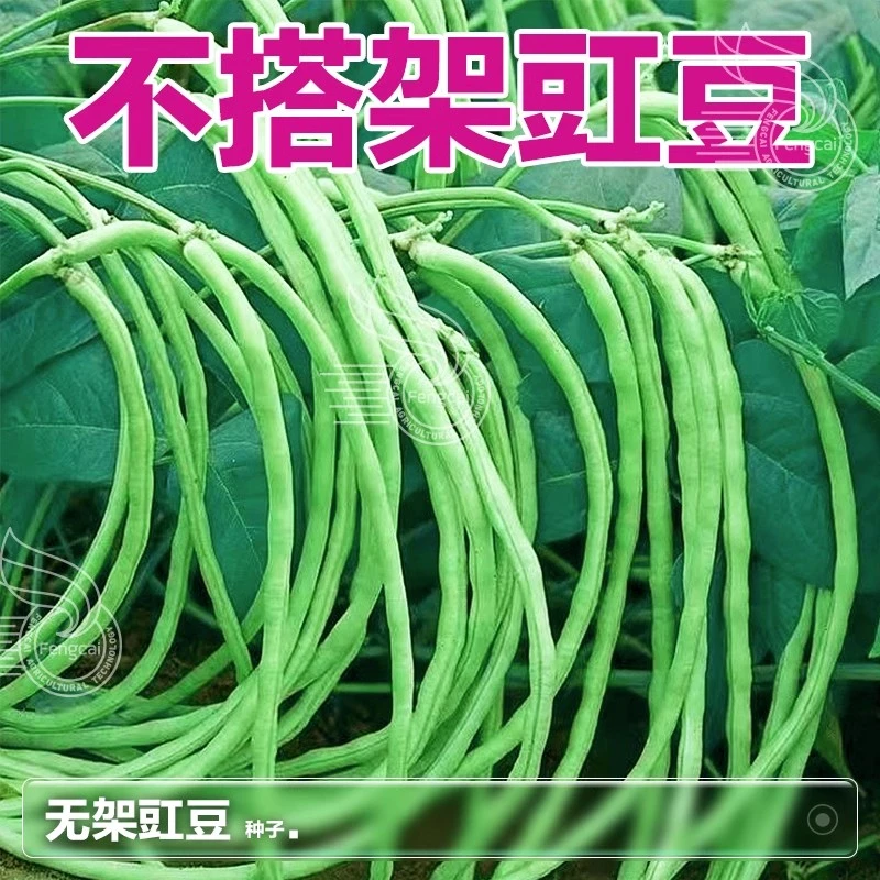 四季晚熟迟长豆角种籽无架豇豆种子夏季阳台种植四季蔬菜种孑大全