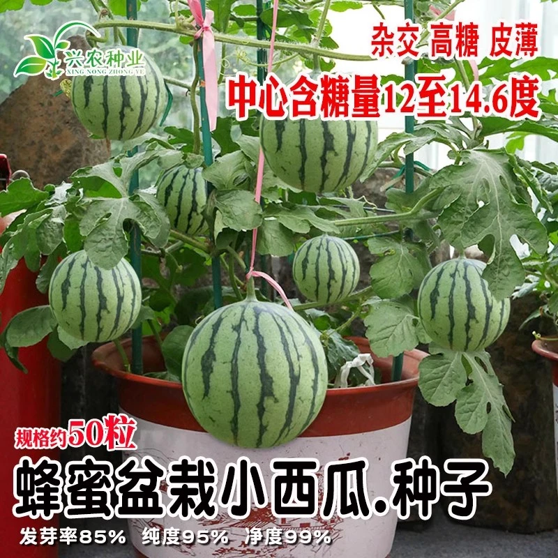 盆栽超甜蜜罐小西瓜种子无籽小西瓜四季种植阳台庭院盆栽水果种子