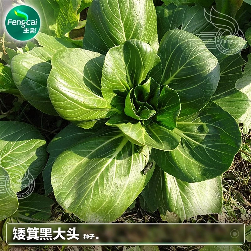黑大头种子莱籽苏州小青菜四季秋季种植蔬菜种籽大全上海青菜种子